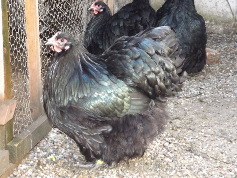  - ORPINGTON NEGRU