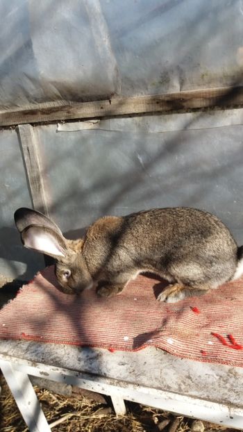 25.12 (1) - MASCUL 31 01 2017