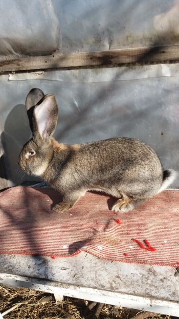 25.12 (4) - MASCUL 31 01 2017