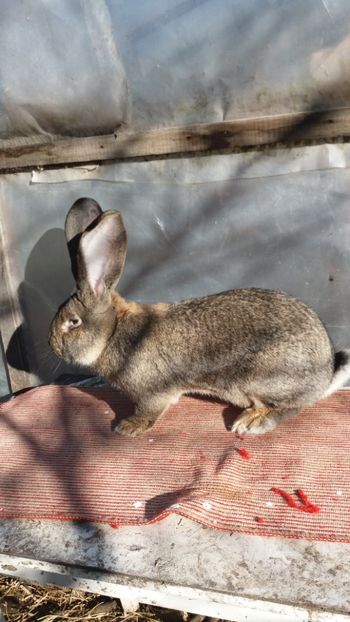 25.12 (5) - MASCUL 31 01 2017