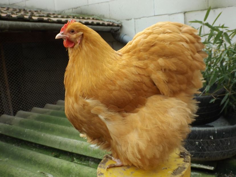  - ORPINGTON GALBEN