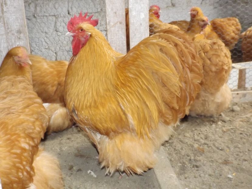  - ORPINGTON GALBEN