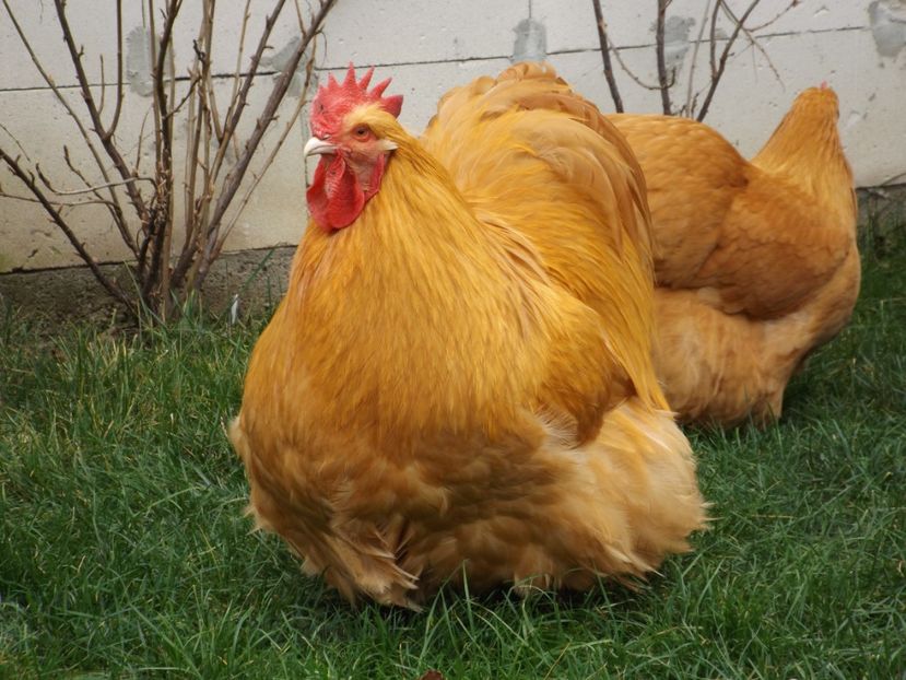  - ORPINGTON GALBEN