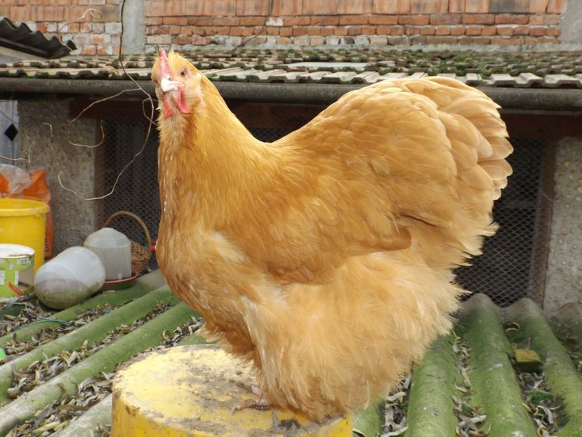  - ORPINGTON GALBEN