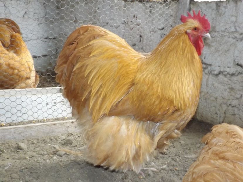  - ORPINGTON GALBEN