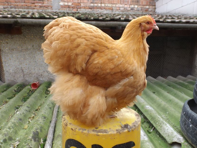  - ORPINGTON GALBEN