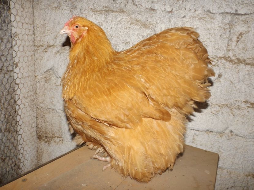  - ORPINGTON GALBEN