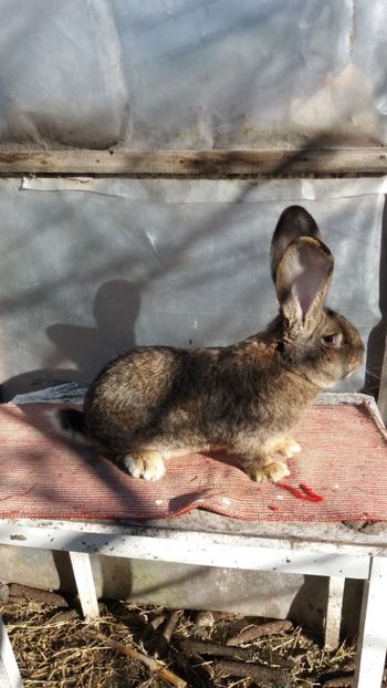  - MASCUL NR 1 16 03 2017