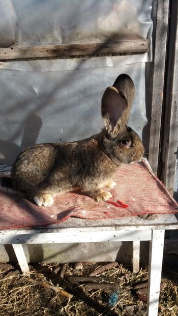  - MASCUL NR 1 16 03 2017