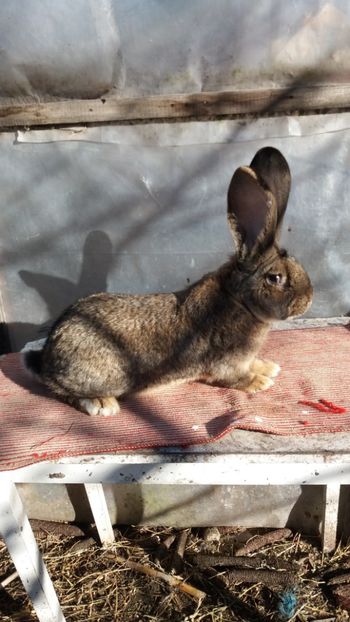  - MASCUL NR 1 16 03 2017