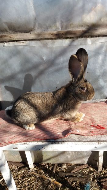  - MASCUL NR 1 16 03 2017