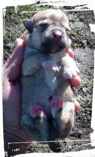 Femela - AAAAAAAAA__DIVA_OSMI URMASUL LUI OSMAN IN MEMORIAM