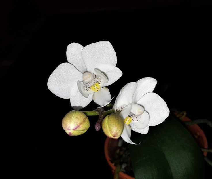  - Phalaenopsis 1