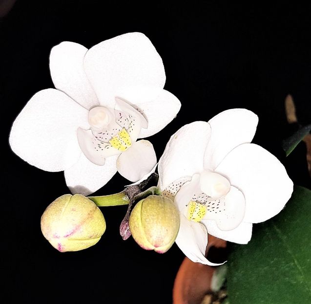  - Phalaenopsis 1