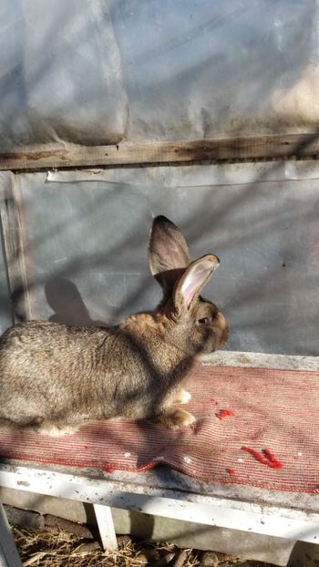 25.12 (1) - MASCUL 2 DIN 16 03 2017