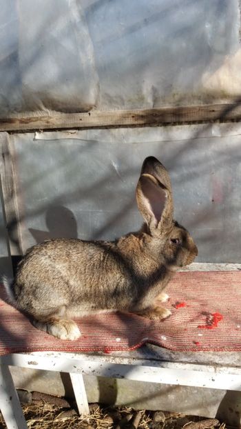 25.12 (2) - MASCUL 2 DIN 16 03 2017