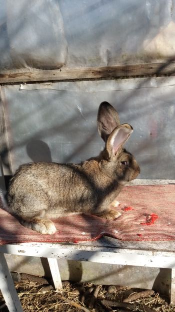 25.12 (3) - MASCUL 2 DIN 16 03 2017