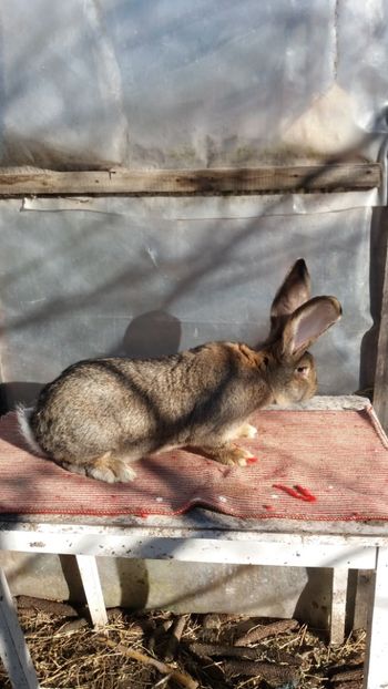 25.12 (5) - MASCUL 2 DIN 16 03 2017