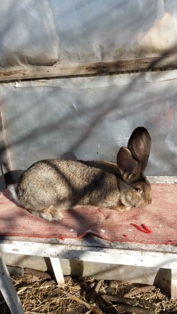 25.12 (7) - MASCUL 2 DIN 16 03 2017