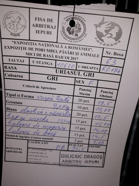 Femelă RO  186  10620 - Rezultate obținute la Expo națională BĂICOI 2017 și Expo Reginală LUGOJ 2017
