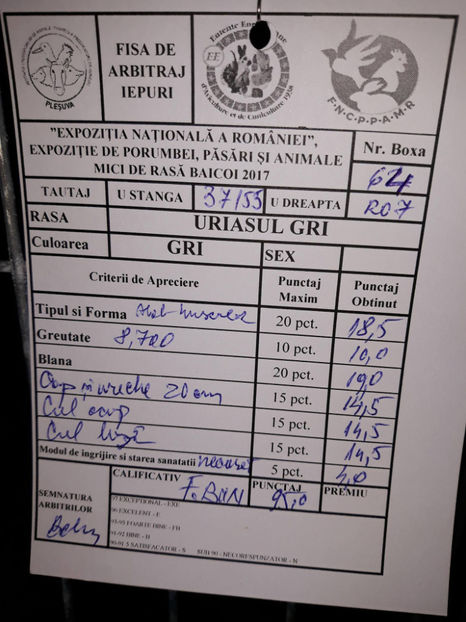 RO 7  37135 (tatuaj greșit în fișa de arbitraj),96pct.LUGOJ si  9kg greutate - Rezultate obținute la Expo națională BĂICOI 2017 și Expo Reginală LUGOJ 2017