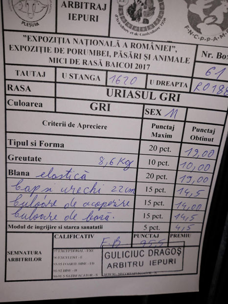 Mascul RO  188  10620 - Rezultate obținute la Expo națională BĂICOI 2017 și Expo Reginală LUGOJ 2017