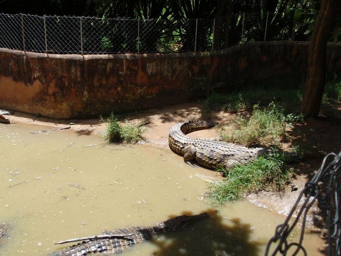 primul crocodil vazut - fiul meu in Africa -a fiam Afrikaban