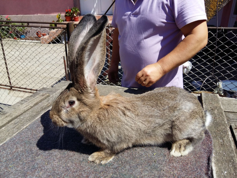 RO  4  4755  94,5 pct. BĂICOI 2017 (-1pct. întreținere) - Rezultate obținute la Expo națională BĂICOI 2017 și Expo Reginală LUGOJ 2017