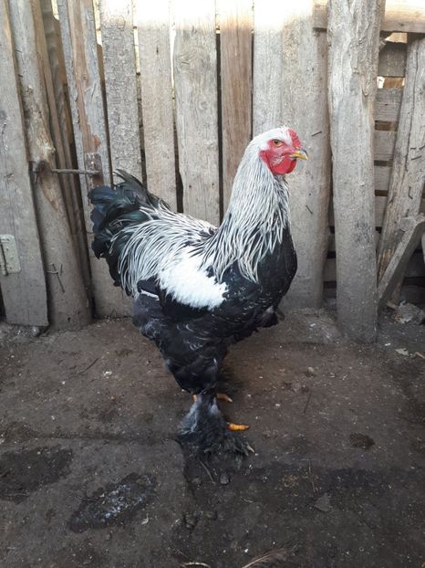  - Brahma potarnichiu albastru silver Orange bobat si HI