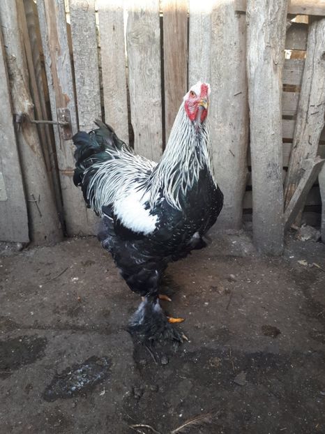  - Brahma potarnichiu albastru silver Orange bobat si HI