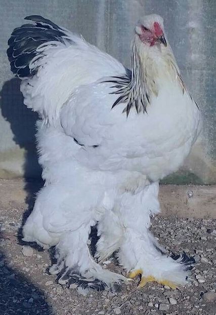 2017-12-26 10.26.39 - a-CONTACT