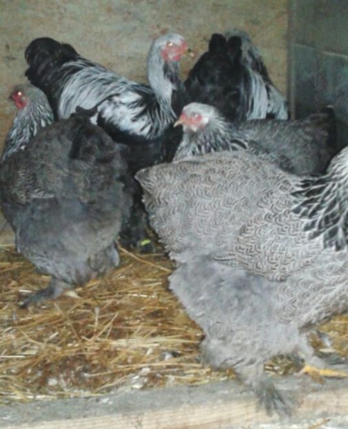 2017-12-24 11.57.29 - Brahma H Inchis