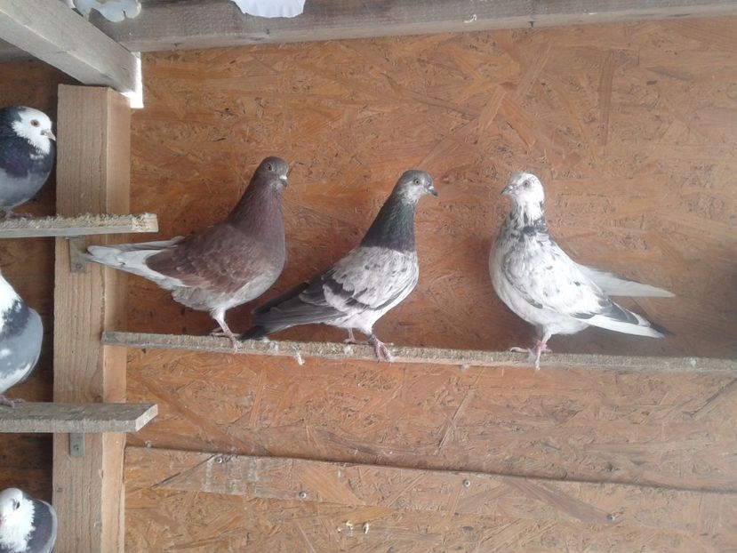 Un baiat si doua fete - Tippleri1