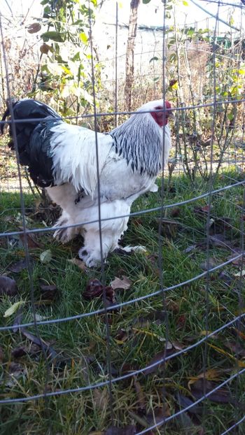 HD 2016 - Brahma Herminat Deschis 2018