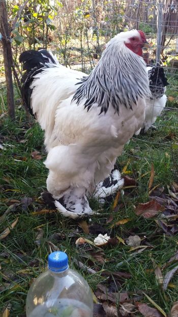  - Brahma Herminat Deschis 2018