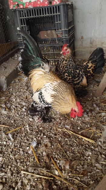  - Mii de flori lemon 2018