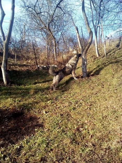  - Novac de pe Somes - Ciobanesc Romanesc Carpatin
