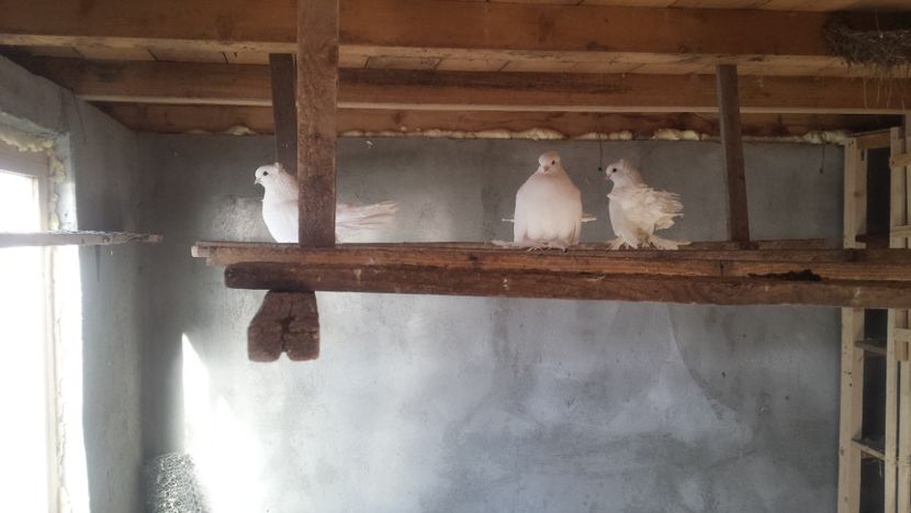  - Voliera porumbeilor