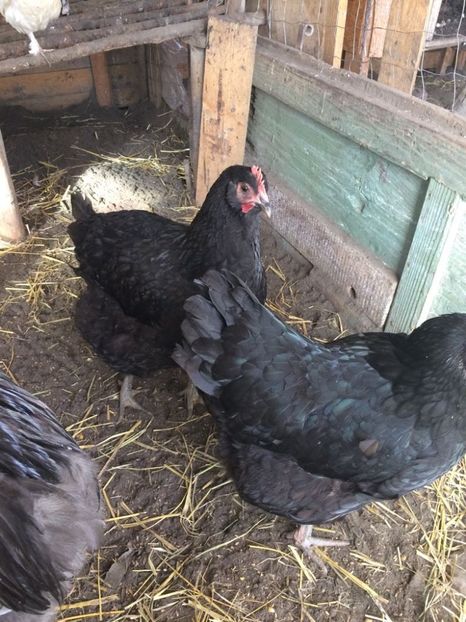 IMG-20171226-WA0002 - Jersey gigant 2018