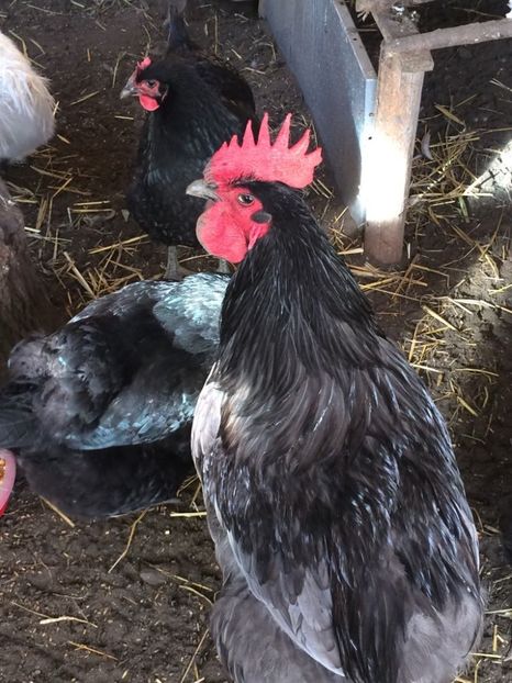 IMG-20171226-WA0004 - Jersey gigant 2018