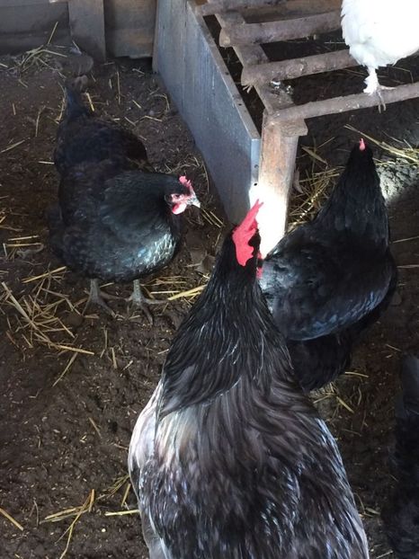 IMG-20171226-WA0006 - Jersey gigant 2018