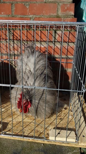  - Cochinchina albastru bobat