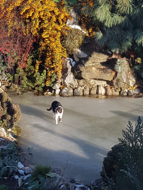 In sfarsit ceva soare! Sa patinez un pic, zic, pana mai tine gheata... - Decembrie 2017