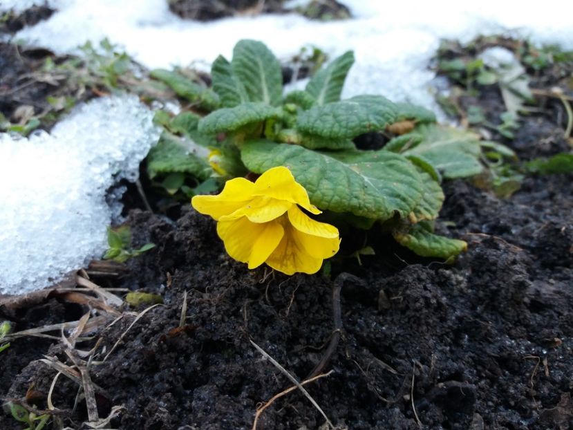  - 000000000000001   GRADINA MEA