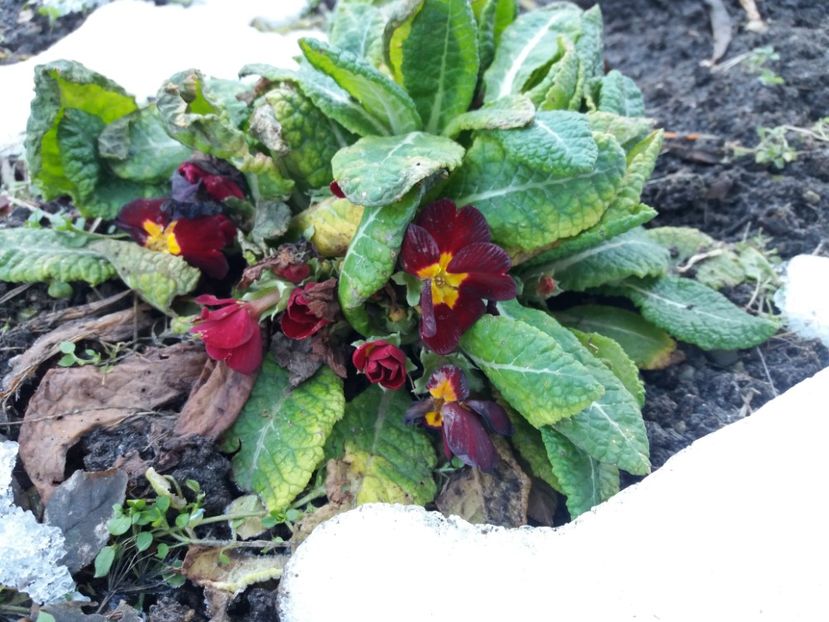  - 000000000000001   GRADINA MEA