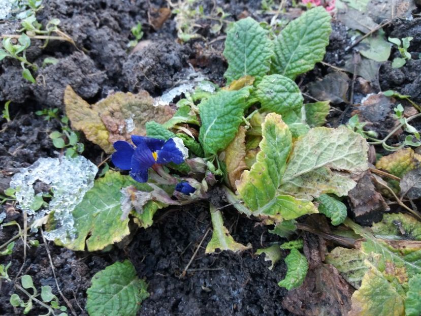  - 000000000000001   GRADINA MEA