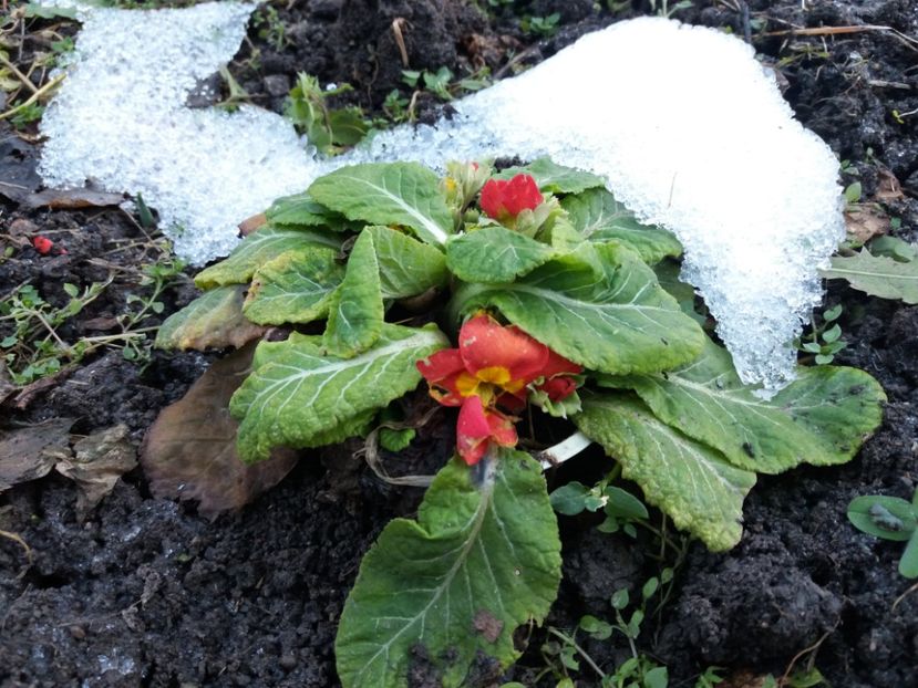  - 000000000000001   GRADINA MEA