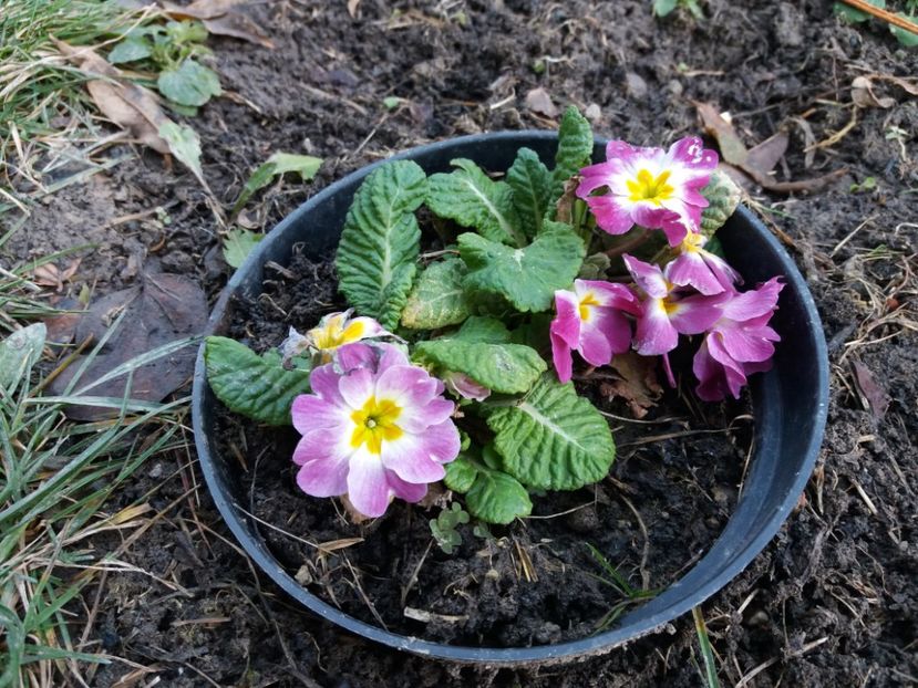  - 000000000000001   GRADINA MEA