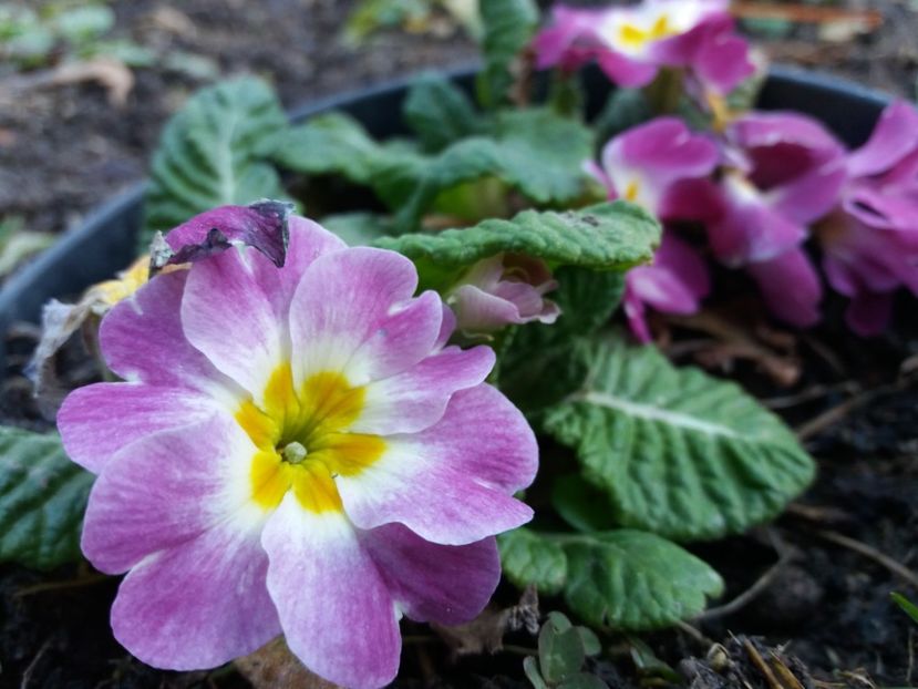  - 000000000000001   GRADINA MEA