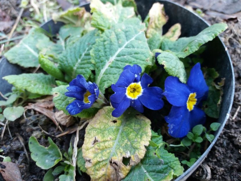  - 000000000000001   GRADINA MEA